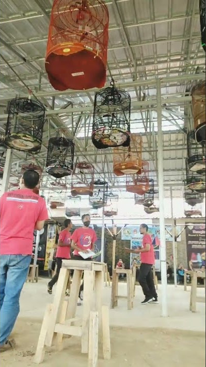 lomba burung kicau MURAI BATU full gantangan❗