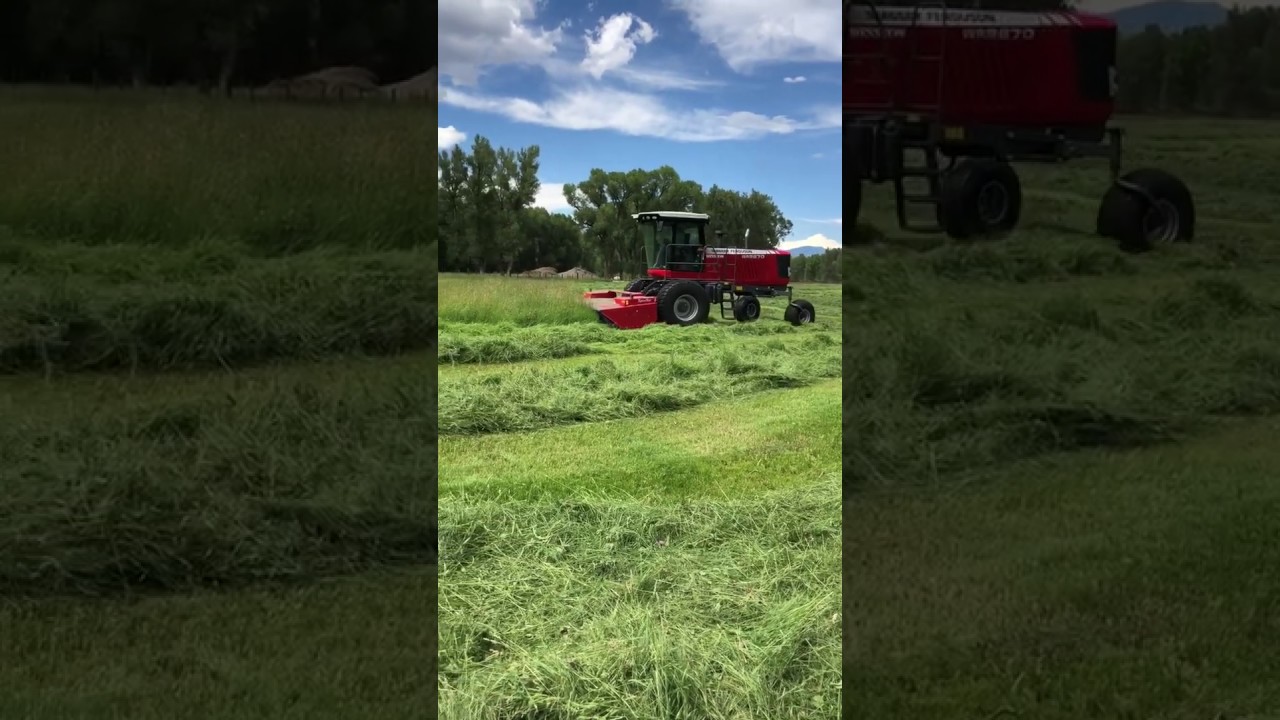 Timothy Grass Hay Harvest at Esty Ranch YouTube