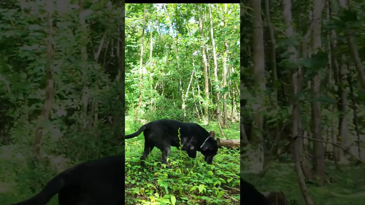 WAIT TILL THE END ANCIENT WOODS POV DOG WALK 