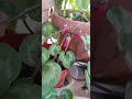 персики на балконе ?  РЕАЛЬНО !!!