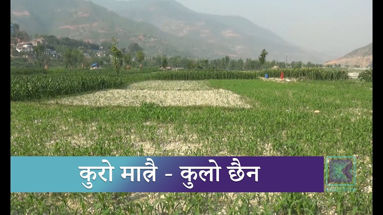 कुलो नभएर दुखजिलो खेतीपाती । Kantipur Samachar news headlines uk