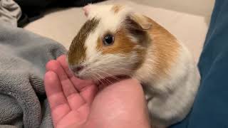 Cute Guinea Pig Loves To Cuddle