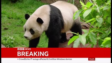 San Diego Zoo pandas make official debut (USA) - 20/July/2024