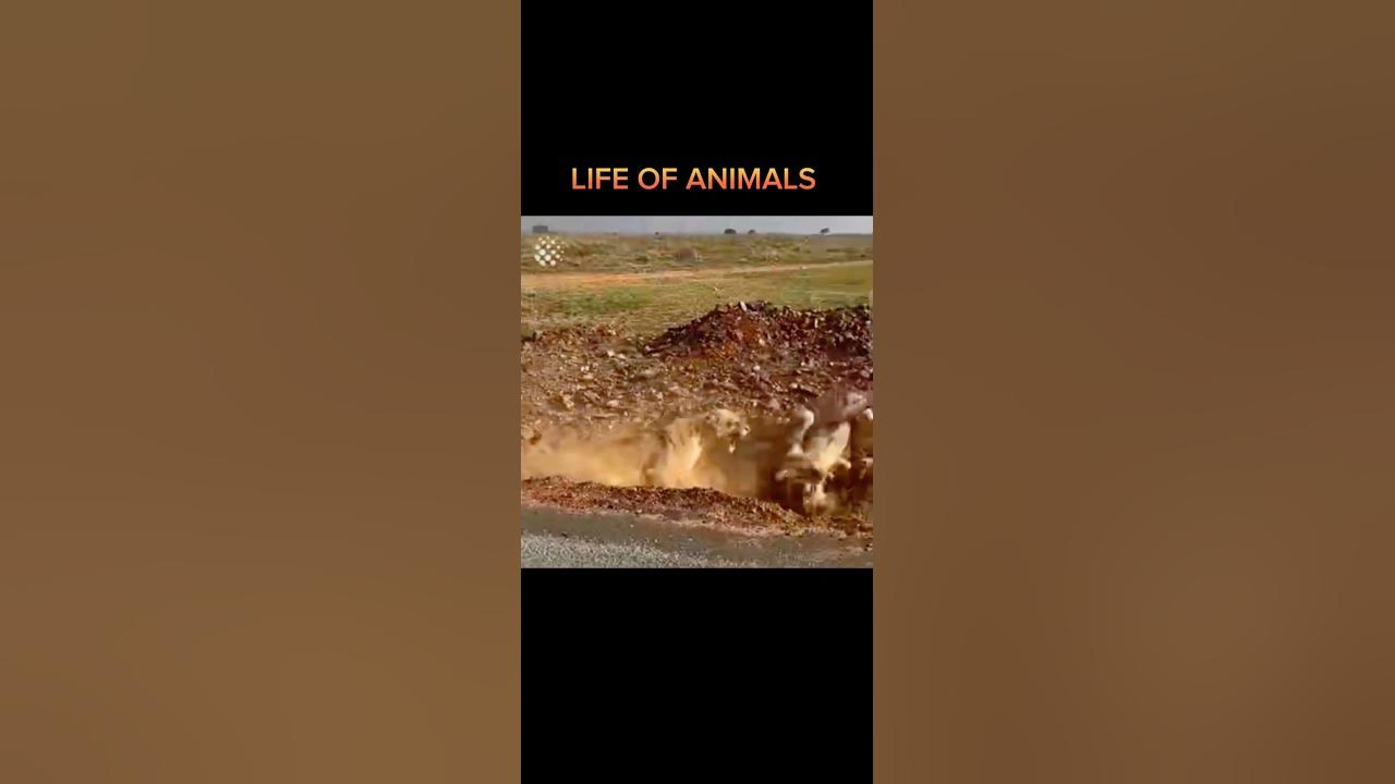 Lion vs Lion Fight #Lionfight |Life of animals - YouTube