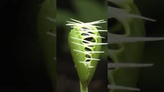 Así captura INSECTOS la planta CARNÍVORA más famosa del mundo #shorts