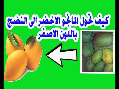 فيديو: كيفية تسريع نضج محاصيل الخضر