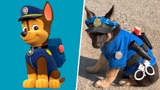 Paw Patrol Dogs in Real Life! All Characters