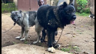 What To Know About Dogs On Dry Heat