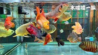 1120506 水噹噹一族