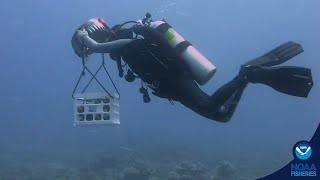 NOAA Assembles and Fills Up New Coral Nursery @noaafisheries