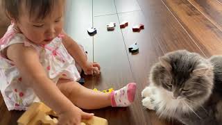 オモチャチェックをしっかりこなす猫　ノルウェージャンフォレストキャットCat doing a toy check.Norwegian Forest Cat.