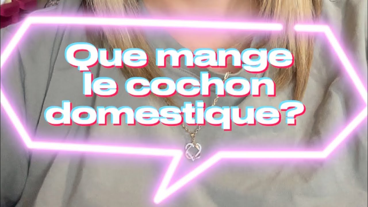 Que mange le cochon miniature domestique ?