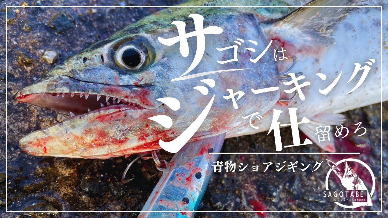 ショアジギング】サゴシはジャーキングで仕留めろ - YouTube