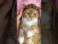Spa Day For My Cat 😺#shorts #cat #cats #catvideos #youtubeshorts