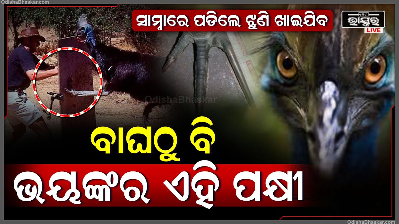 ବିଶ୍ୱର ସବୁଠାରୁ ଭୟଙ୍କର ପକ୍ଷୀ, ୧୫୦ରୁ ଅଧିକ ଲୋକଙ୍କୁ ଆକ୍ରମଣ କଲାଣି, ଜଣଙ୍କ ଜୀବନ ନେଇ ସାରିଲାଣି