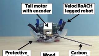 Robot Self-Righting With a Minimal Tail