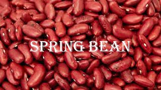 7 Enhance HELLO WORLD REST API using a Bean || Spring Boot || Bean || Technophile