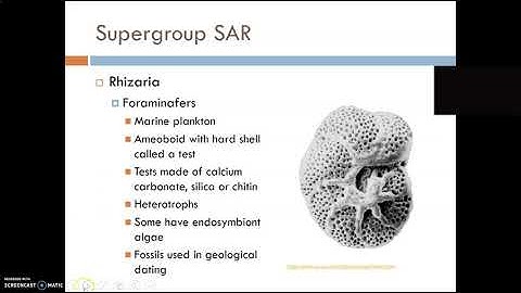 University of New England Bio 105 Lab Exercise 9: Protist Survey