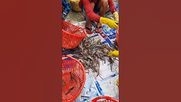 Độc đáo lựa tôm CÀNG kiếm tiền triệu mỗi ngày! ✨ #YoutubeShorts