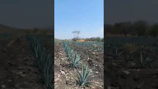agave azul