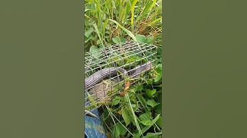 KỲ LẠ VÔ ĐƯỢC MÀ SAO RA KHÔNG ĐƯỢC/Bẫy chuột[] Săn lùng loài chuột nhum #săn #bẫy @ngovanlam #shorts