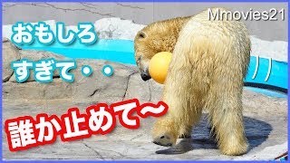 リラのフリフリ遊び　自作おもちゃが素晴らしい　ララはお家芸を披露　Polar Bears