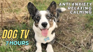 🌳 7 Hour Dog TV for dogs to watch 📺 The ultimate dog tv relaxation & music for dogs 🐾 Calming Dog TV