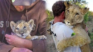 Man Saved The Little Lioness, And Now She Considers Him Her Dad And Won't Stop Hugging
