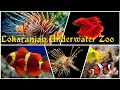 Lokaranjan Underwater Zoo in Mysore | Main attractions near to Mysore Zoo / Aqua World | Snow City