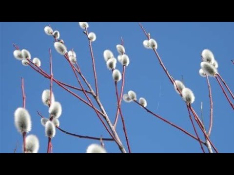 Верба(Ива остролистная). Полный цикл укоренения, от черенка до саженца/Rooting of holly willow