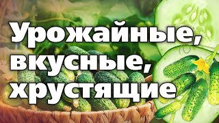 Выбираем Сорта Огурцов. Рекомендации Опытного Садовода