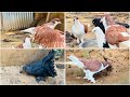 নতুন কবুতর গুলা ডিম দেওয়ার প্ল্যানিং আছে || Animals Tips