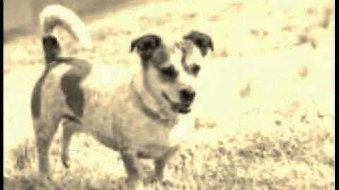 Kizoa Online Movie Maker: How to Save A Life Animal  Rescue In SalisburY norTH carolina