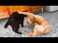 Epic battle of cuteness black kitty vs orange tabby