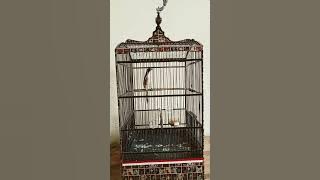 BURUNG CENDET SEHARGA MOTOR MATERI SADIS,VIDIO PANJANG DI BRANDA YT