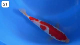 Kohaku SKF x Hoshikin Keeping Contest No 21