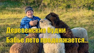 #42 Деревенские будни. Бабье лето продолжается!