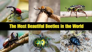 The Most Beautiful Beetles in the world