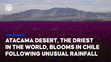 Atacama Desert, the driest in the world, blooms in Chile following unusual rainfall