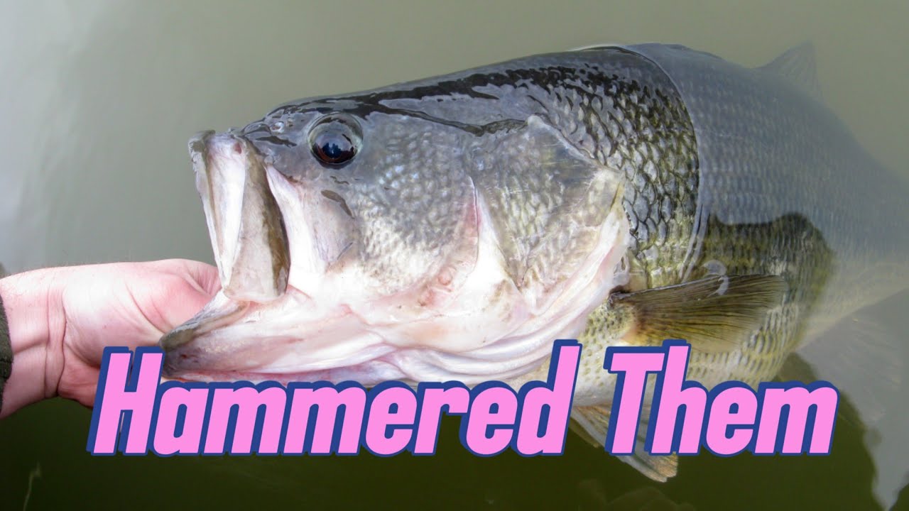 (BIG BASS) Beat Down a lot of Nice Fish Caught