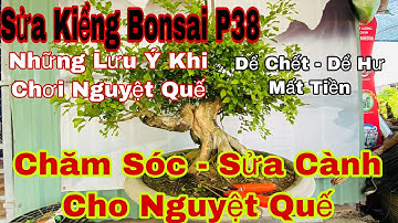 sửa kiểng bonsai p38 | cách nuôi và chăm sóc nguyệt quế _ chia sẽ sửa cành nguyệt quế và những lưu ý