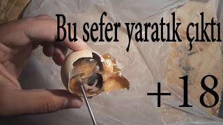 Yumurtadan Yaratık Çıktı Homunculus Deneyi Resimi