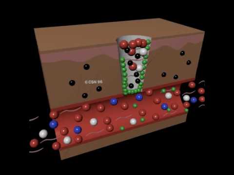Video: Od 3D Do 3D: Izolacija Mezenhimskih Matičnih / Stromalnih Celic V Tridimenzionalni Matriks Lizata Trombocitov Pri človeku
