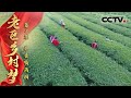 《老区乡村梦》第2集 茶香情满园！看回到家乡的大学生如何带动300多户村民发展茶旅产业【CCTV纪录】
