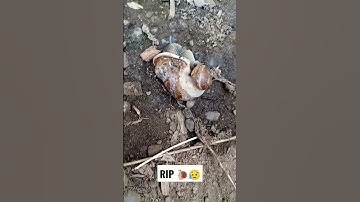 Another Dead Snail. 😥