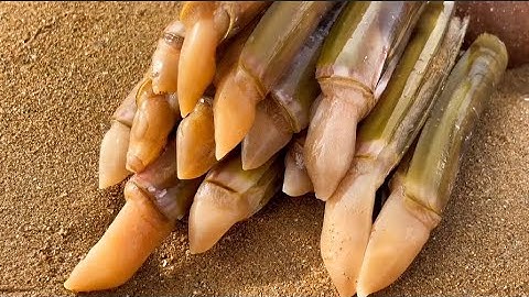 Ra Bờ Biển Lúc Thủy Triều Rút – Không Ngờ Gặp Toàn Hải Sản Tươi Ngon