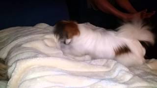 Whisper the papillon blanket digging by Narelle Robinson 40 views 9 years ago 2 minutes, 37 seconds