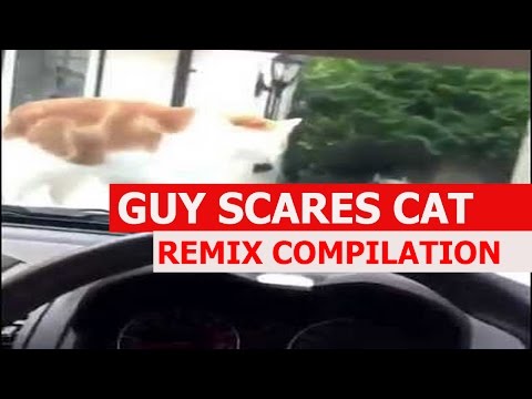 Guy Scares Cat With Car Horn - REMIX COMPILATION