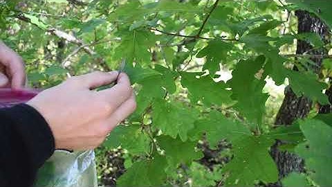 Checking the Pulse of the Trees: Leaf Water Potential Measurements - Jeff Wood and Drew Anderson
