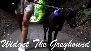 Widget The Greyhound - Greyhound Adoption